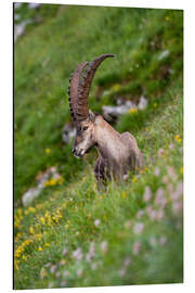 Aluminium print Young alpine ibex enjoys the view in the Bernese Alps