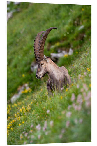 Foam board print Young alpine ibex enjoys the view in the Bernese Alps