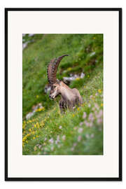 Gerahmter Kunstdruck Junger Alpensteinbock geniesst Aussicht in den Berner Alpen