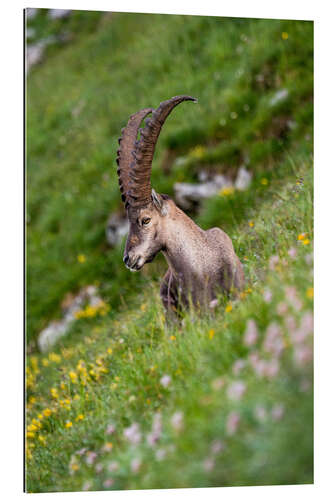 Galleriprint Young alpine ibex enjoys the view in the Bernese Alps