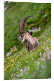 Gallery print Young alpine ibex enjoys the view in the Bernese Alps