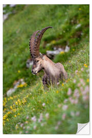 Wandsticker Junger Alpensteinbock geniesst Aussicht in den Berner Alpen