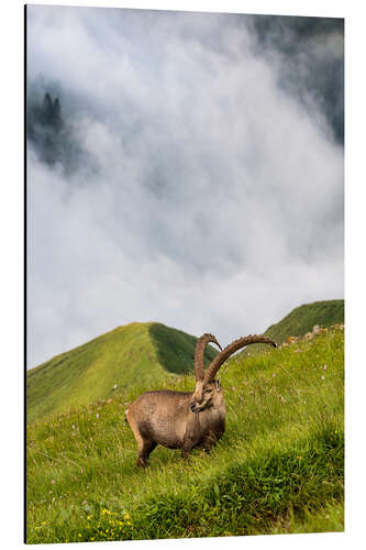 Aluminium print Alpine ibex on a steep alpine meadow in the Bernese Oberland