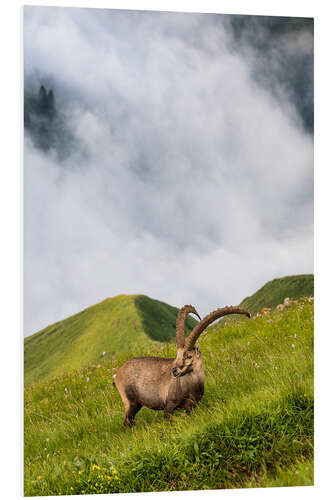 PVC print Alpine ibex on a steep alpine meadow in the Bernese Oberland