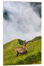 Foam board print Alpine ibex on a steep alpine meadow in the Bernese Oberland