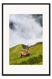 Gerahmter Kunstdruck Alpensteinbock auf einer steilen Alpwiese im Berner Oberland