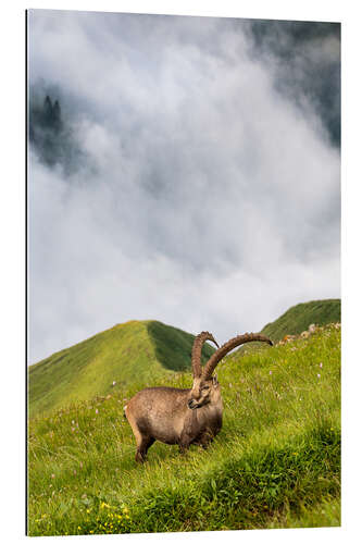 Galleritryck Alpine ibex on a steep alpine meadow in the Bernese Oberland