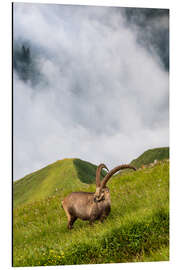 Magnettafel Alpensteinbock auf einer steilen Alpwiese im Berner Oberland