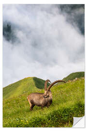 Wandsticker Alpensteinbock auf einer steilen Alpwiese im Berner Oberland