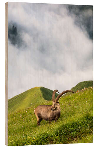 Holzbild Alpensteinbock auf einer steilen Alpwiese im Berner Oberland