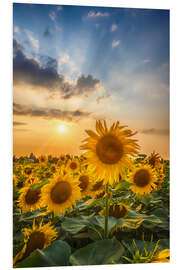 Bilde på skumplate Sunflower field at sunset