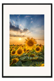 Gerahmter Kunstdruck Sonnenblumenfeld bei Sonnenuntergang