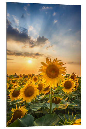 Quadro em plexi-alumínio Sunflower field at sunset