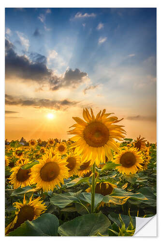 Adesivo murale Sunflower field at sunset