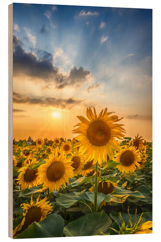 Wood print Sunflower field at sunset