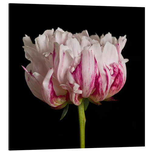 Aluminium print White Pink Peony