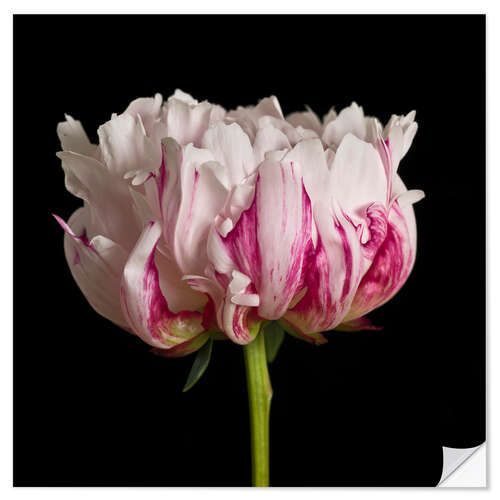 Sticker mural White Pink Peony