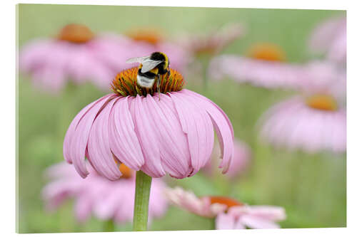 Akrylbilde Coneflower IV