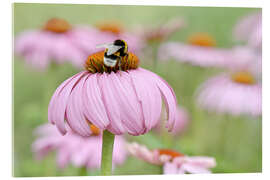 Akrylbilde Coneflower IV