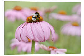 Stampa su alluminio Echinacea IV