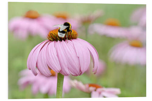 Stampa su PVC Echinacea IV