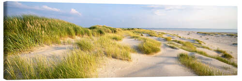 Canvas print Dune grass in the sunlight