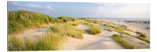 Tableau en plexi-alu Dune grass in the sunlight