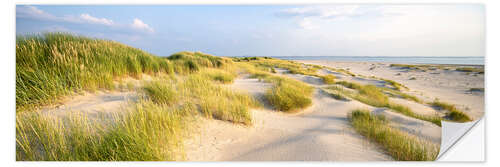 Sisustustarra Dune grass in the sunlight