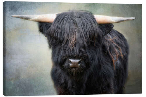 Leinwandbild Kleiner schwarzer Stier