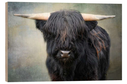 Obraz na drewnie Little black bull