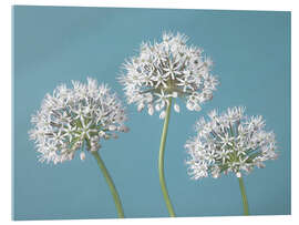 Acrylglasbild Drei Allium