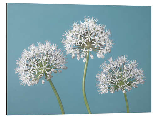 Aluminiumtavla Three Alliums