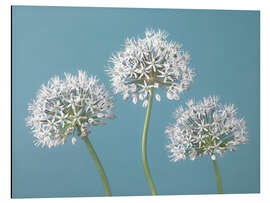 Tableau en aluminium Three Alliums