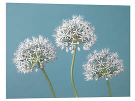 Foam board print Three Alliums