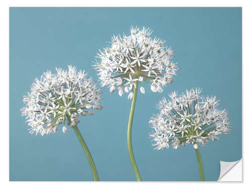 Naklejka na ścianę Three Alliums