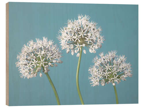 Obraz na drewnie Three Alliums