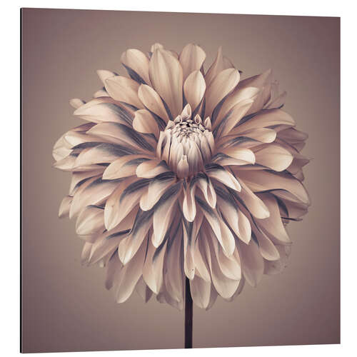 Aluminium print Dahlia Flower