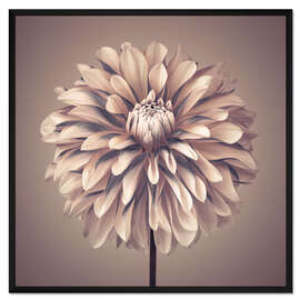Gerahmter Kunstdruck Dahlienblume