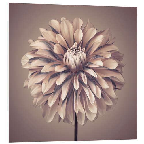 Foam board print Dahlia Flower