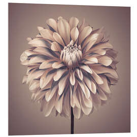 Foam board print Dahlia Flower