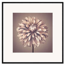 Stampa artistica con cornice Dahlia Flower