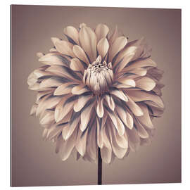 Tableau en plexi-alu Dahlia Flower