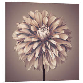 Magnettafel Dahlienblume