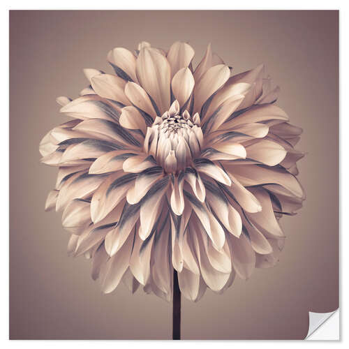 Vinilo para la pared Dahlia Flower