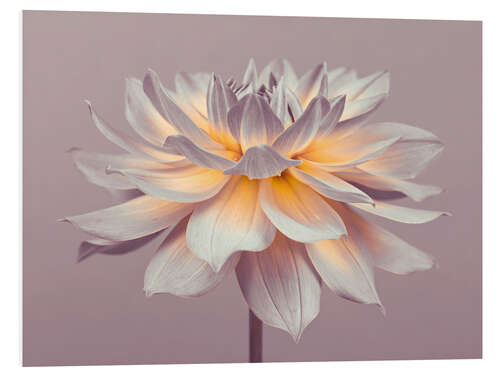 Foam board print Firepot Dahlia