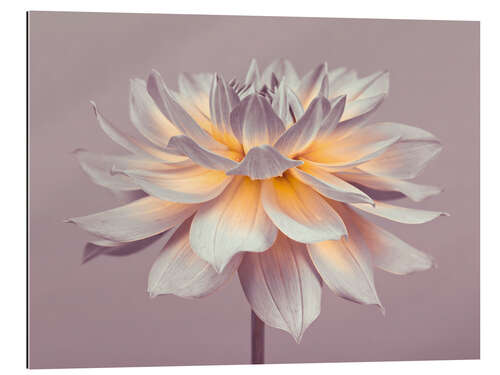 Quadro em plexi-alumínio Firepot Dahlia