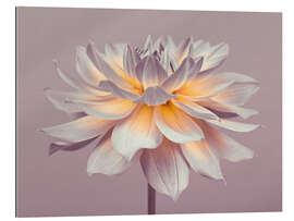 Gallery print Firepot Dahlia