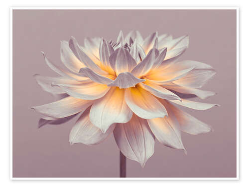 Poster Firepot Dahlia