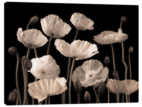 Lienzo Poppies