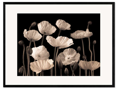 Framed art print Poppies